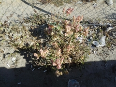 Rumex vesicarius