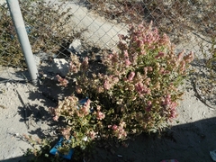 Rumex vesicarius