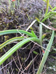 Aloe soutpansbergensis