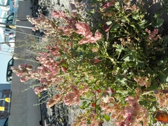 Rumex vesicarius