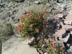 Rumex vesicarius