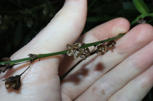 Chlorophytum comosum