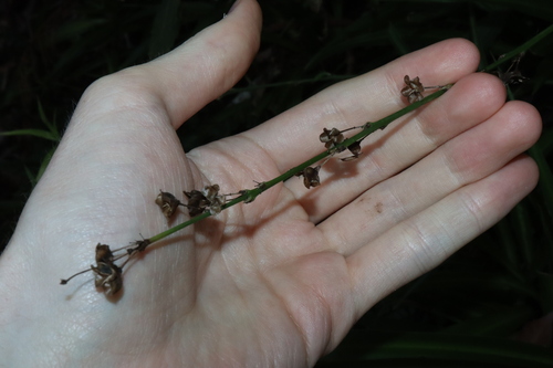 Chlorophytum comosum
