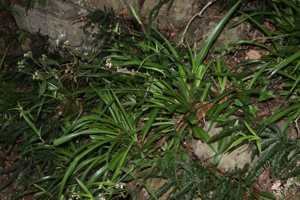 Spider plant