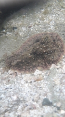 Dolabrifera nicaraguana