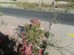 Rumex vesicarius