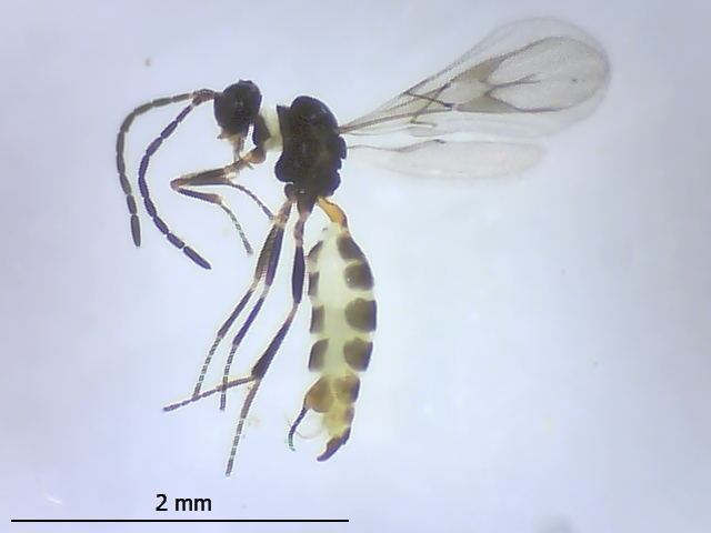 Trioxina