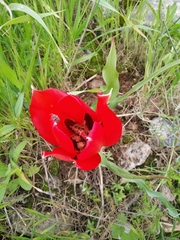 Tulipa agenensis