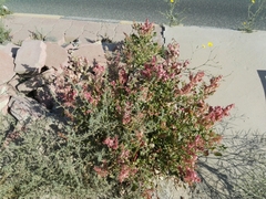 Rumex vesicarius