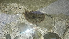 Dolabrifera nicaraguana