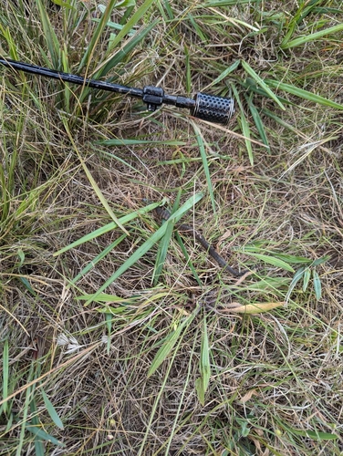 Tiger Snake sighting