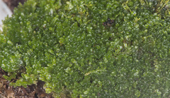 Riccardia latifrons