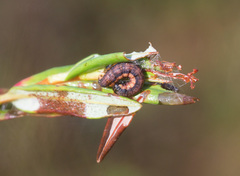 Kalmia microphylla