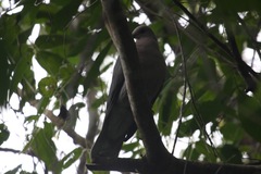 Patagioenas caribaea