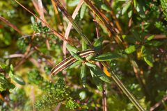 Melanchra pulverulenta