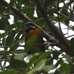 Spindalis nigricephala