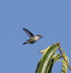 Mellisuga minima