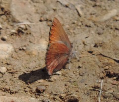 Callophrys augustinus iroides
