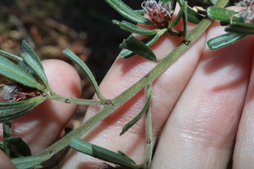 Image of Pultenaea linophylla by (c) Thomas Mesaglio, some rights reserved (CC BY)
