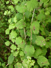 Fuchsia perscandens