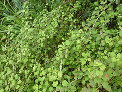 Fuchsia perscandens