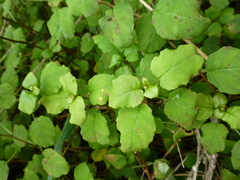 Fuchsia perscandens