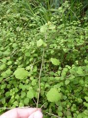 Fuchsia perscandens