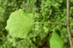 Fuchsia perscandens