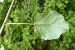 Fuchsia perscandens