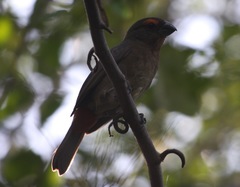 Melopyrrha violacea