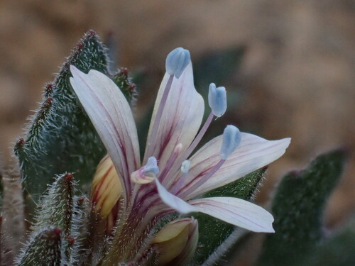 Image of Collomia larsenii by (c) Nolan Exe, some rights reserved (CC BY)