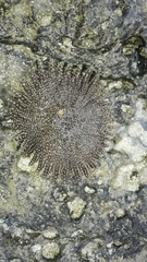 Heliaster cumingi