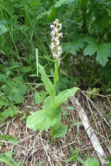 Galearis camtschatica