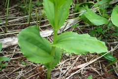 Galearis camtschatica