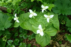 Trillium camschatcense