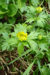 Trollius riederianus