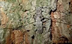 Acanthocinus aedilis