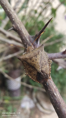 Subspecies Homalogonia obtusa yunnana · iNaturalist