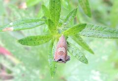 Grapholita delineana