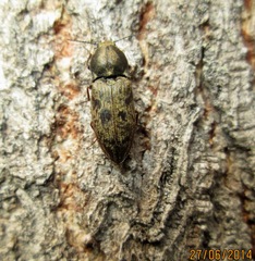 Prosternon tessellatum