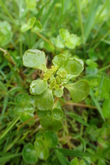 Chrysosplenium kamtschaticum