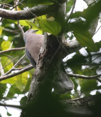 Patagioenas caribaea
