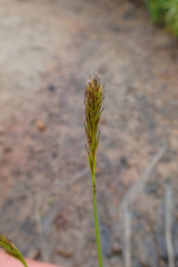 Carex hakkodensis