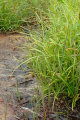 Carex hakkodensis