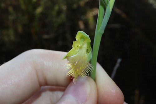 Image of Calochilus campestris by (c) Thomas Mesaglio, some rights reserved (CC BY)