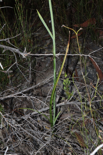 Image of Calochilus campestris by (c) Thomas Mesaglio, some rights reserved (CC BY)