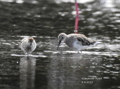 Calidris ferruginea × melanotos