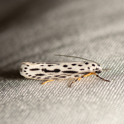 Zeller's Ethmia Moth photo 2