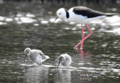 Calidris ferruginea × melanotos