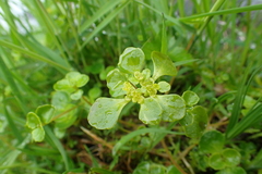 Chrysosplenium kamtschaticum